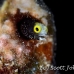 blenny_secretary_oc_jar_h_0421_cub2550.jpg